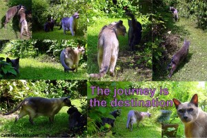 journey is destination-quote-cats