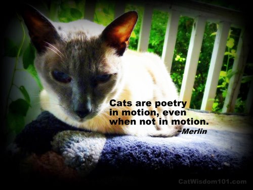 poetry-in-motion-quote-cat