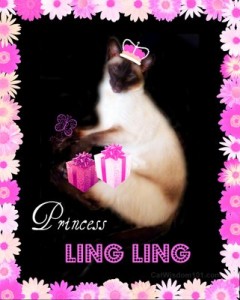 princess-ling ling-siamese-cat
