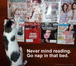 reading-cat-magazines-cute-nap-odin