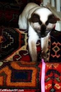 siamese-playing-ribbon-games-cat