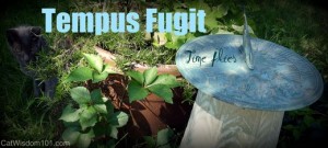 tempus-fugit-time-flies-quote-cat-garden