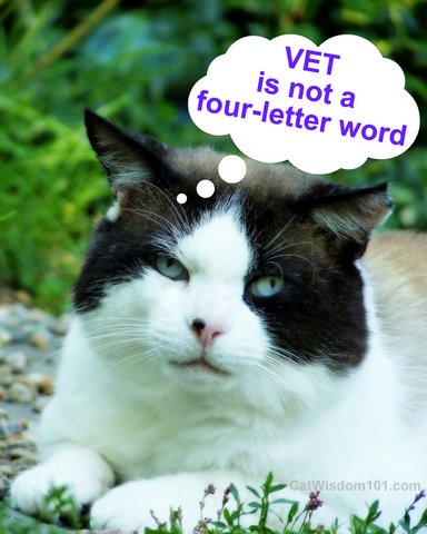 vet-is-not-a four-letter-word