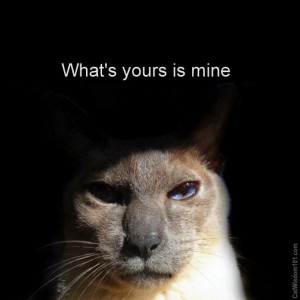 what's -yours-is mine-cat-quote-cute-siamese