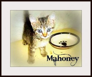 Margs-animals-kitten-mahoney