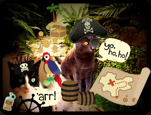 Milo-Alfie-meow like a pirate