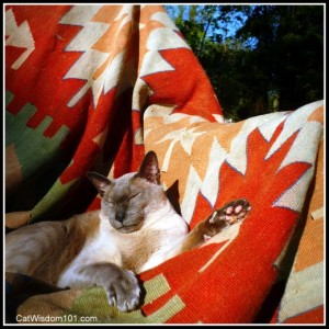 Siamese cat napping sun