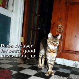 bengal-cat-paws-crossed-