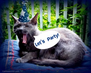 birthday-cat wisdom 101-party