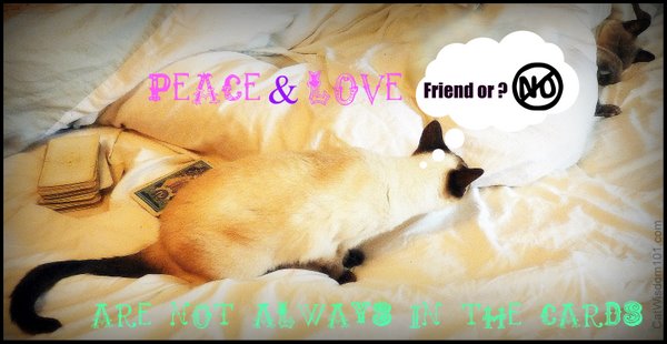 cat aggression peace love tarot behavior