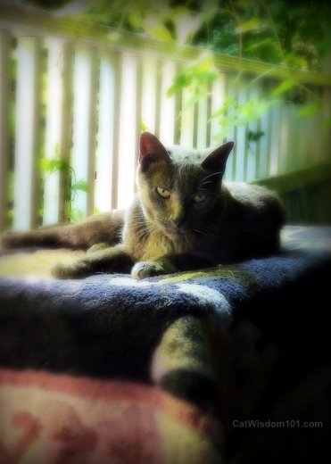 cat-art-porch-nap