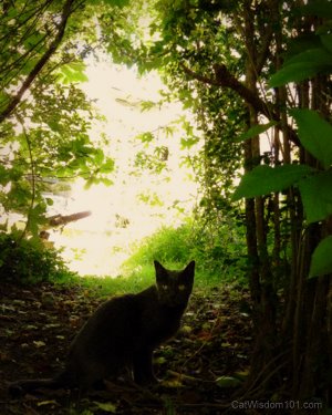 cat-art-secret-garden