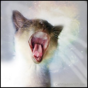 cat-art-yawn