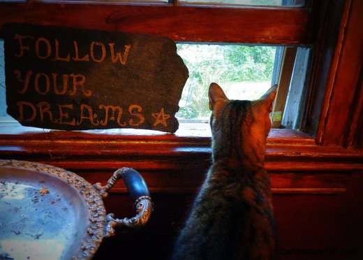 cat-follow-your-dreams-quote