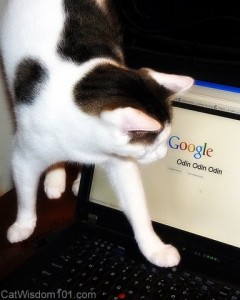 cat-googling-laptop
