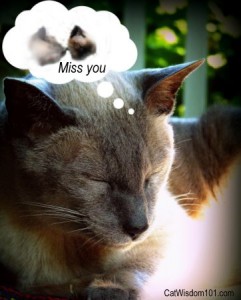 cat-grieving-pet-loss