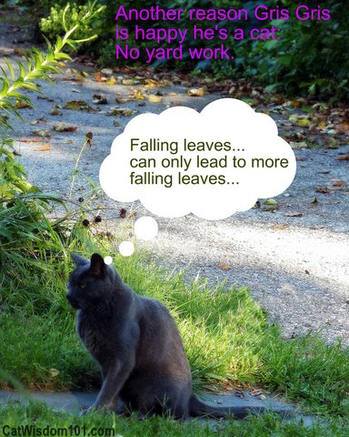 cat-humor-leaves-yardwork