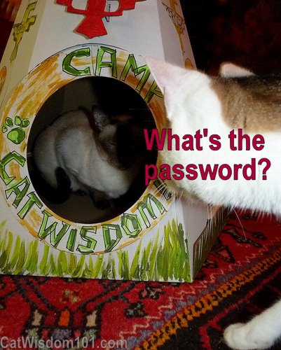cat-tipi-camp cat wisdom 101-password