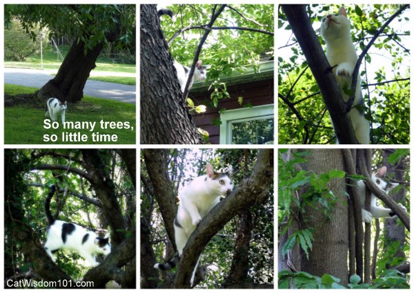 cat-tree-climbing-odin