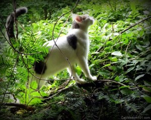 cat wisdom 101-climbing-bushes-odin