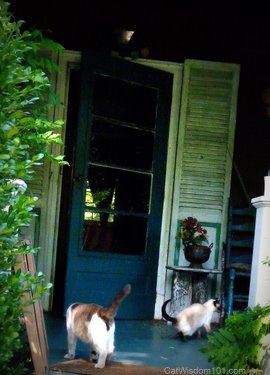 cats-porch