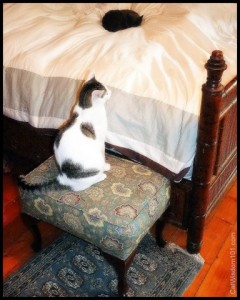cats-step stool-bed