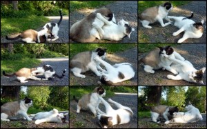 cats-wrestling-playing