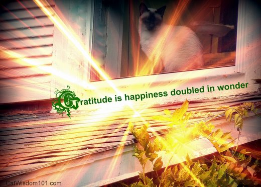 gratitude-happiness-cat-quote