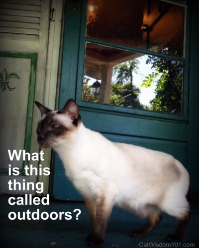 indoor-outdoor-cat