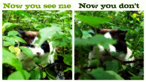 now you see me now you don't cats