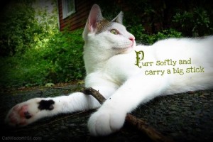 Purr softly and carry a big stick