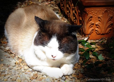 ragdoll-sunbathing-cat