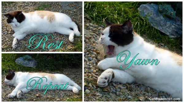 rest-yawn-repeat-cat-cute