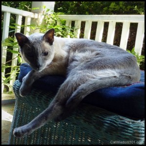 siamese-cat-stretch-nap