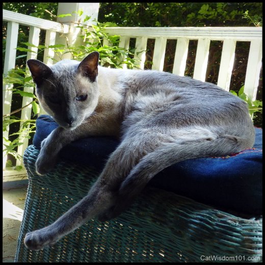 siamese-cat-stretch-nap