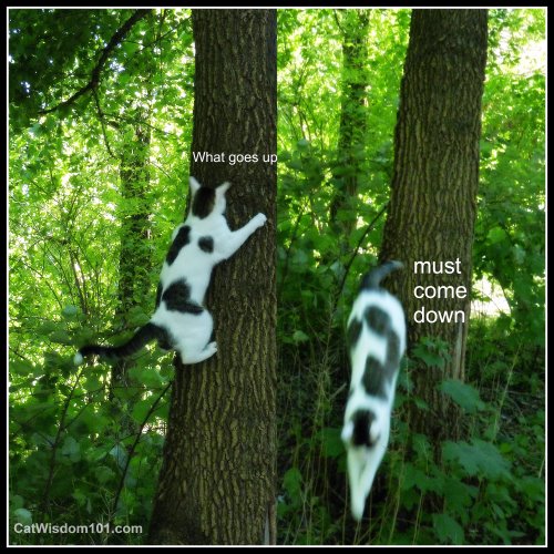 what goes up must come down-cats