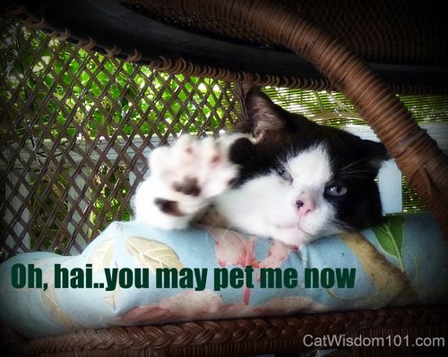 you may pet me now-hai-cat-domino