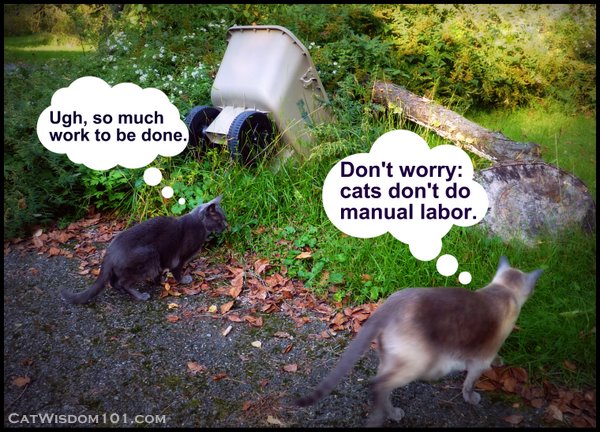 Cats-work-garden-humor