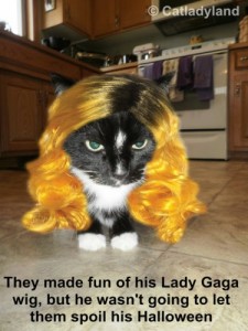 Lady-Gaga-funny-cat-wig-cat-wisdom-101