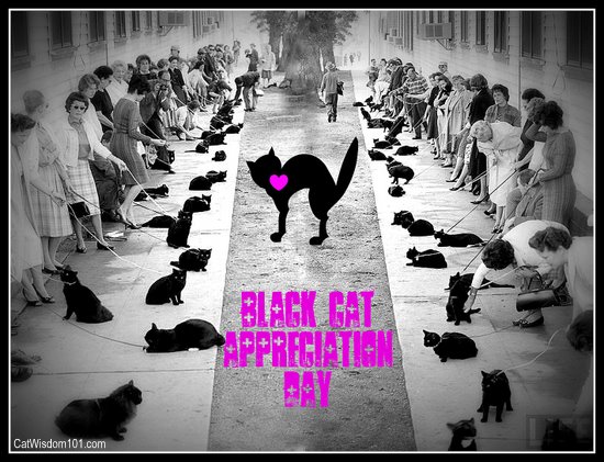 black cat appreciation day-black cats-humor