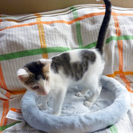 cat assistance shelter-odin