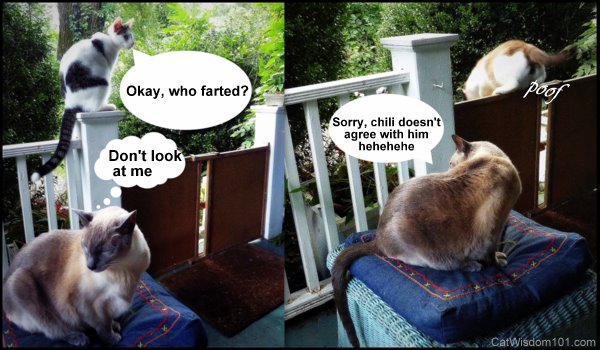 cat-caption-photo-contest-farts