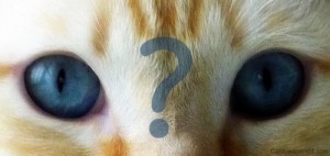 cat-choosing-eyes-question mark