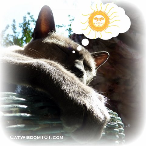 cat-dreaming-sun-catnap