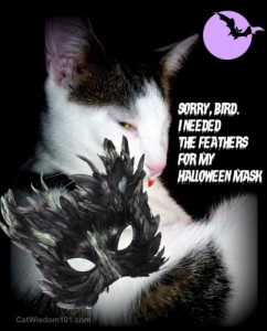 cat-feathers-halloween-mask-catwisdom101.com