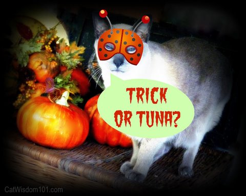 cat-funny-trick or tuna
