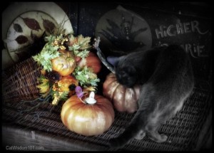 cat-halloween-pumpkin