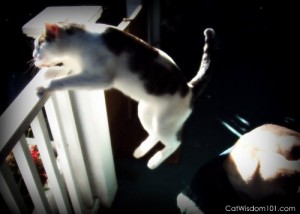 cat-jump-leap-how high