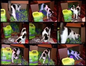 cat-playing box-fresh & light-cat wisdom101.com