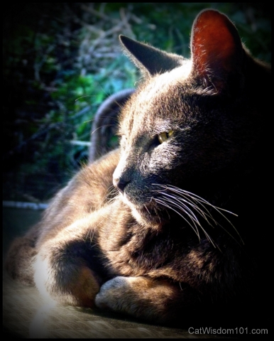 cat-portrait-gray-whiskers